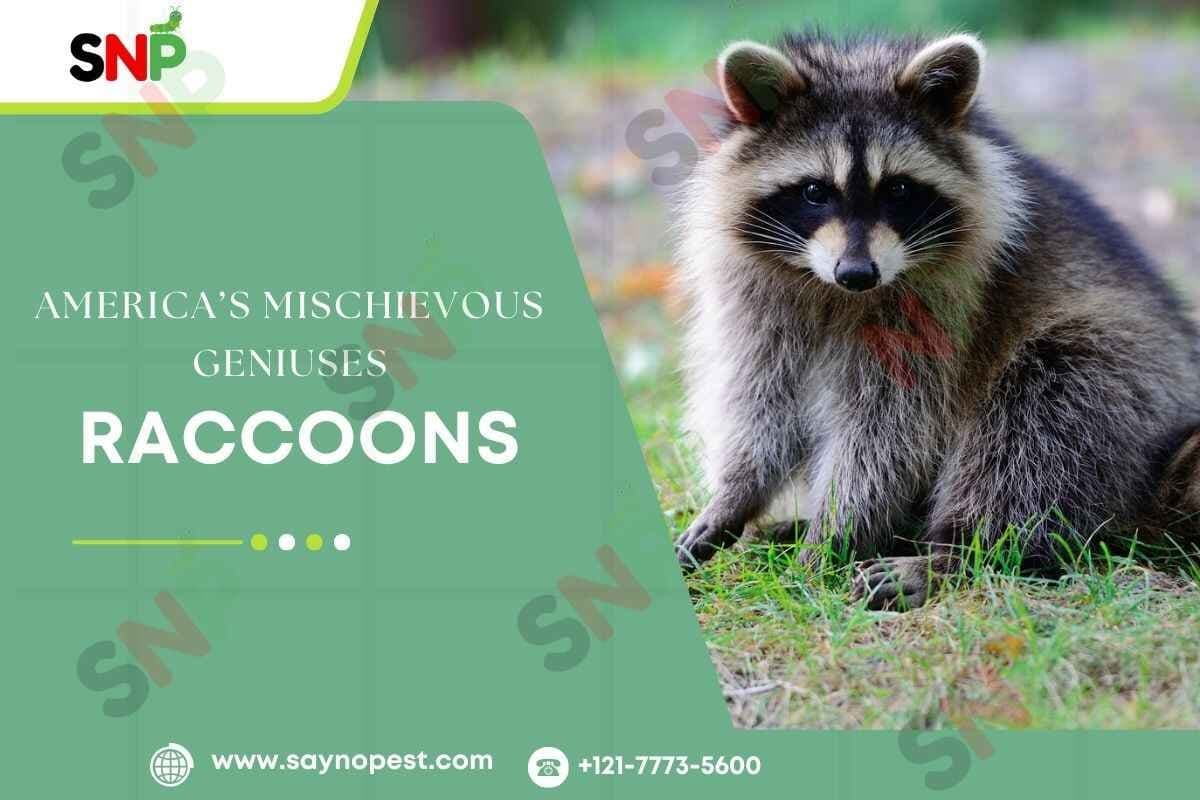 Raccoons: America’s Mischievous Geniuses - Say no pest