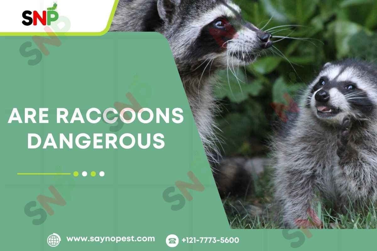Are Raccoons Dangerous? What You Need to Know - Say no pest