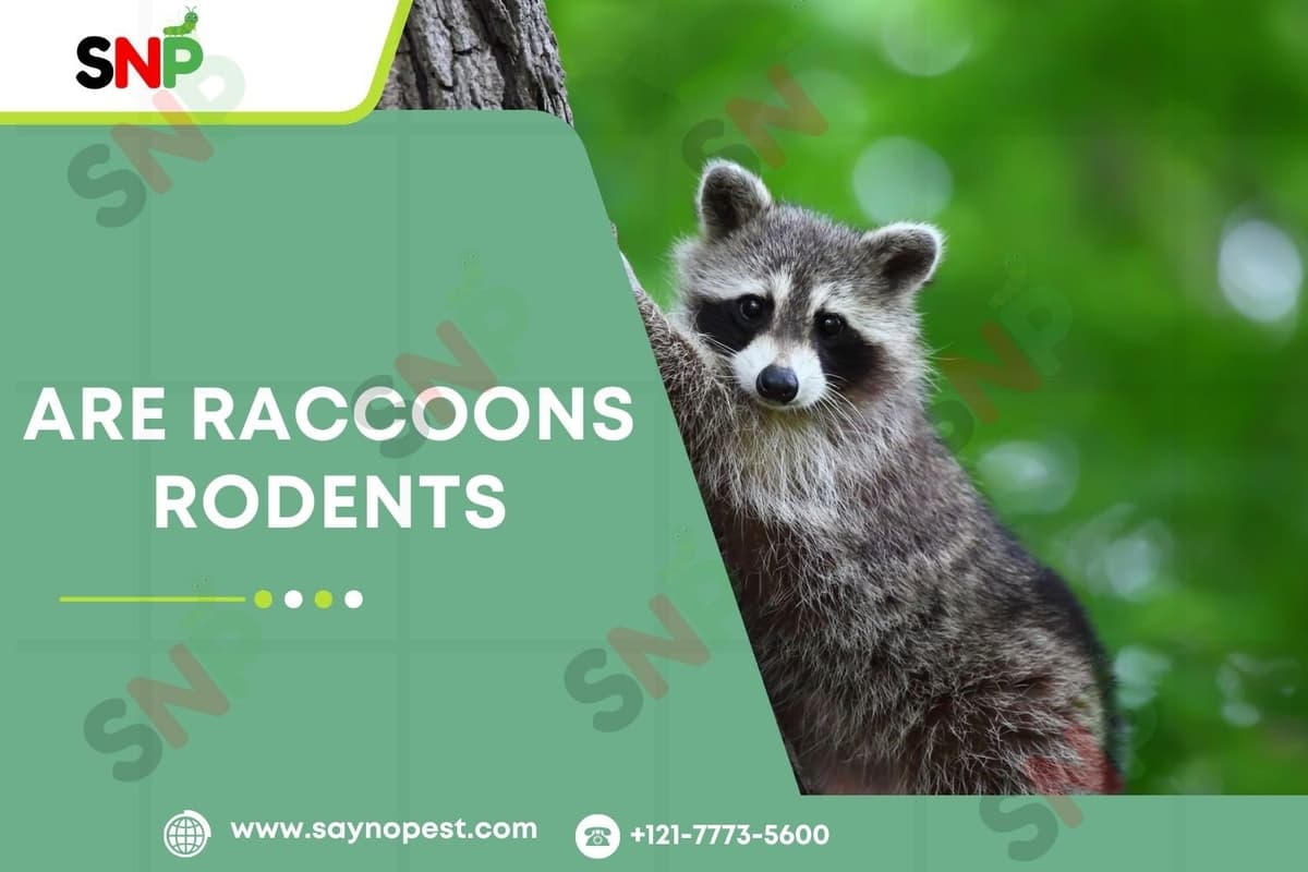 Are Raccoons Rodents? Understanding Their True Nature - Say no pest