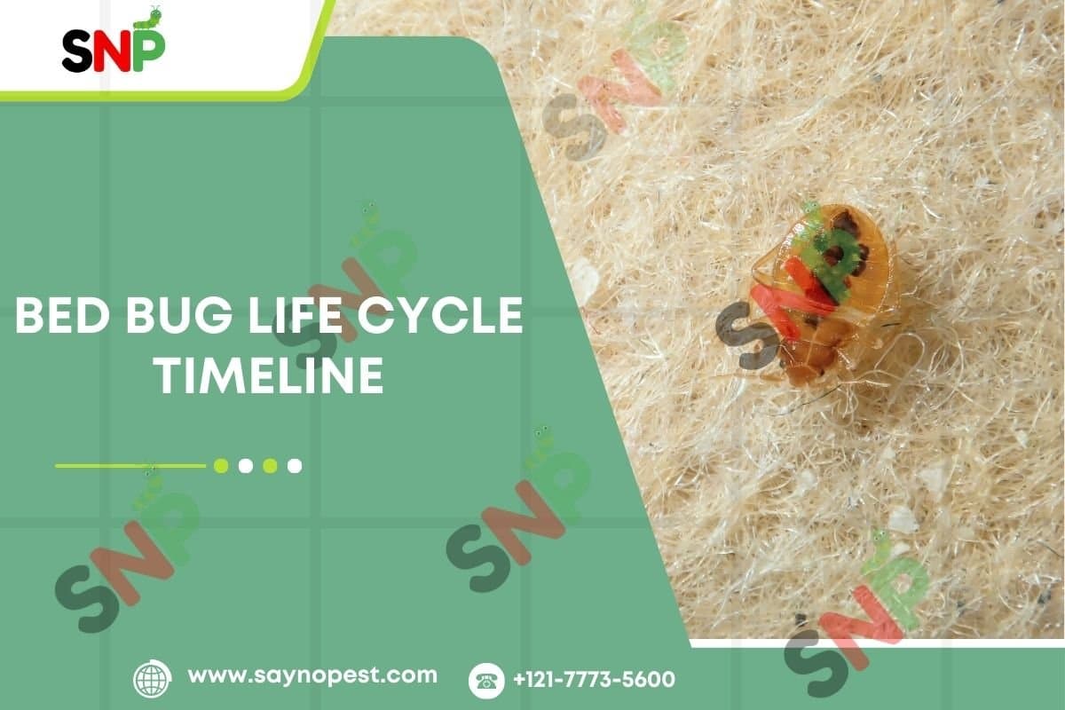 Bed bug Life Cycle Timeline:Tips to know this in Effective Manner - Say no pest