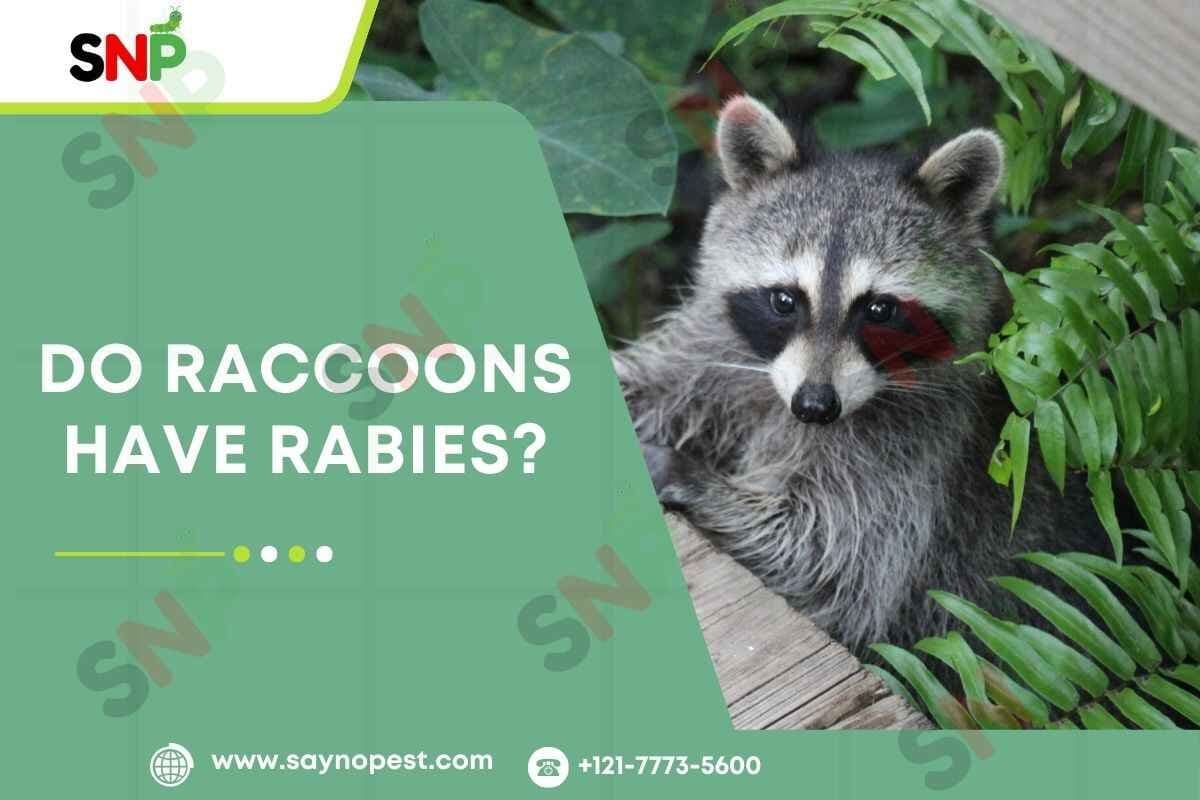 Do Raccoons Have Rabies? - Say no pest