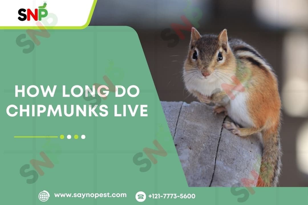 Discover How Long Do Chipmunks Live?