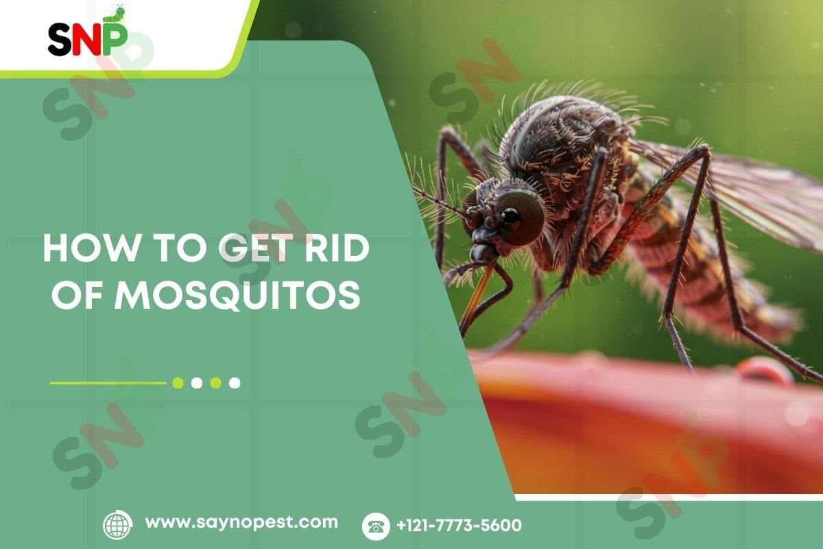 Introduction to How To Get Rid of Mosquitos - Say no pest