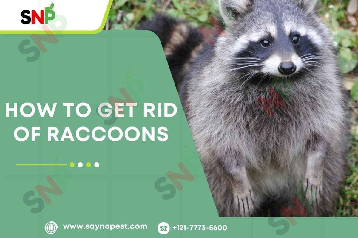 How to Get Rid of Raccoons - Say no pest