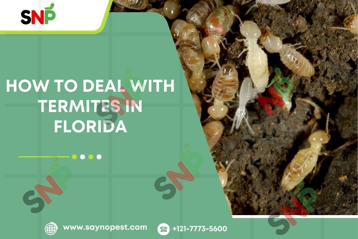 How to Deal with Termites in Florida: Key Things to Know - Say no pest