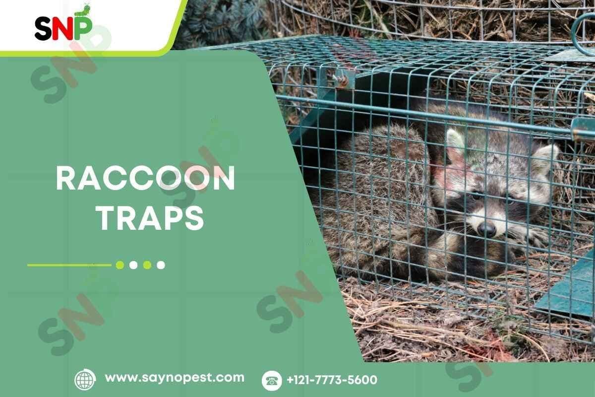 Raccoon Traps: Safe, Effective, and Humane Solutions - Say no pest
