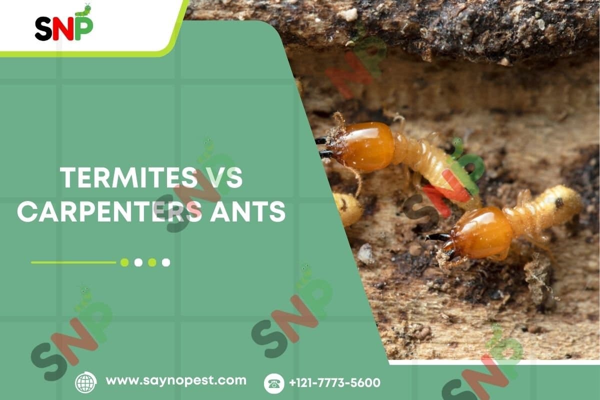 Termites vs Carpenters ants - Say no pest
