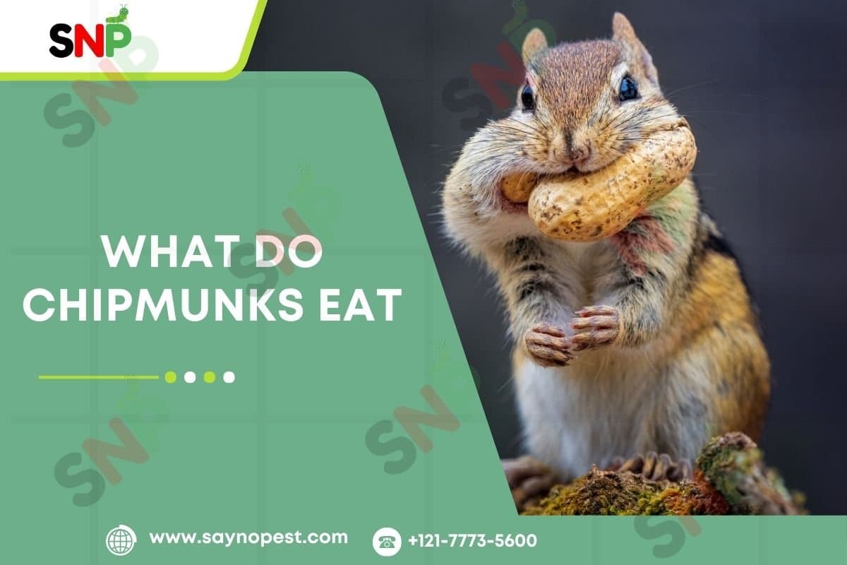 What Do Chipmunks Eat? A Complete Guide to Diet, Habits - Say no pest