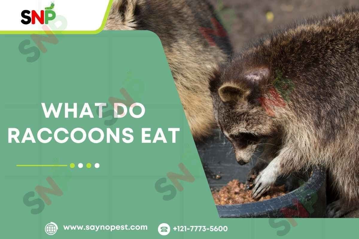 What Do Raccoons Eat: An In-Depth Guide for Homeowners - Say no pest