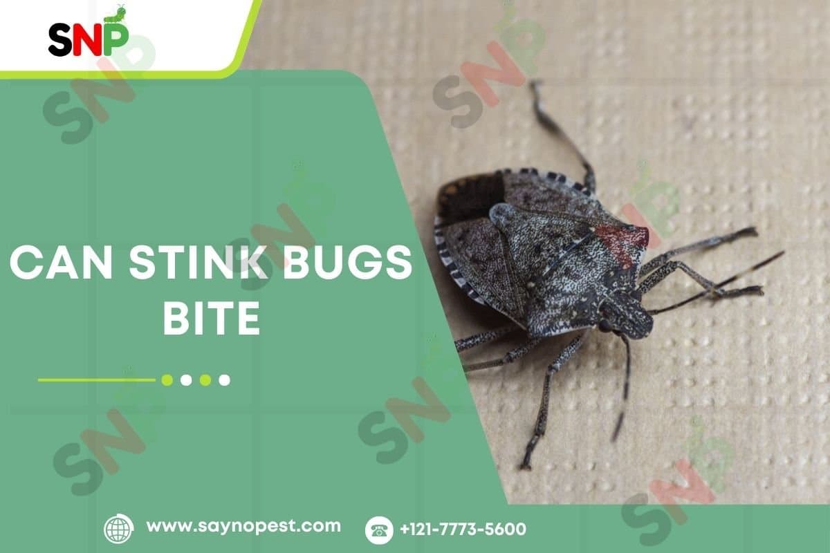 Discover Can Stink Bugs Bite - Say no pest
