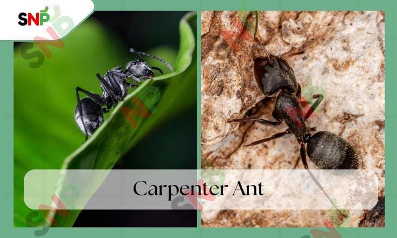 Carpenter Ant – Wood Nesting Habits and Identification