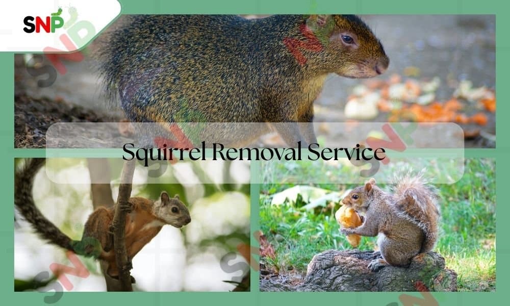 Squirrel: Types, Characteristics & Habits | Squirrel Removal Service