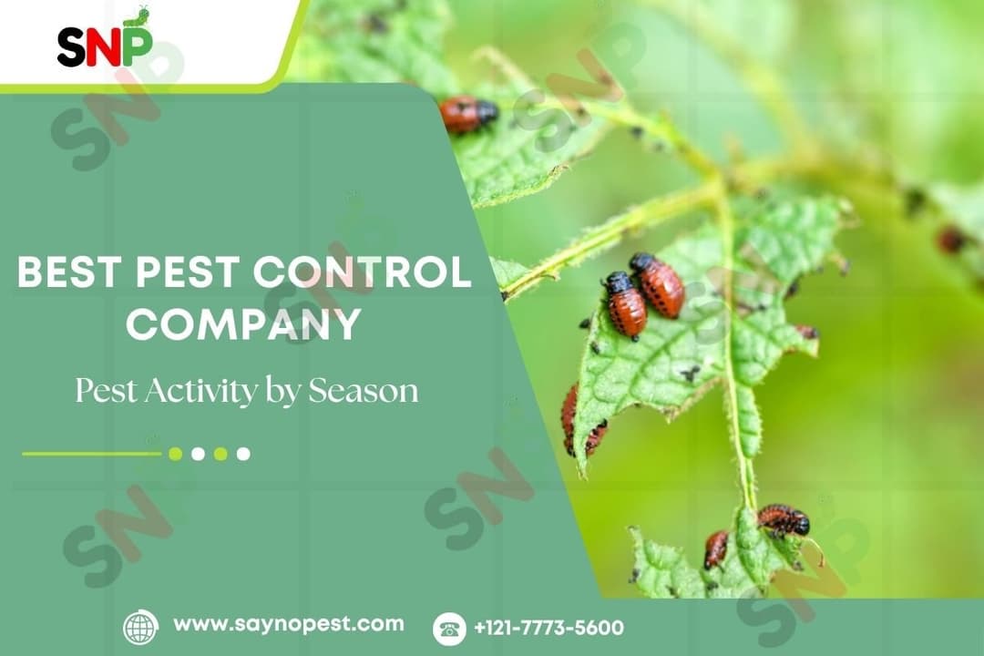 Pest Activity by Season: What to Watch Out For Year-Round