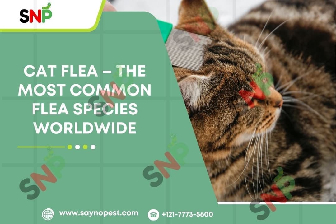 Cat Flea: This is the Worldwide most prevalent Fleet of Fleas.