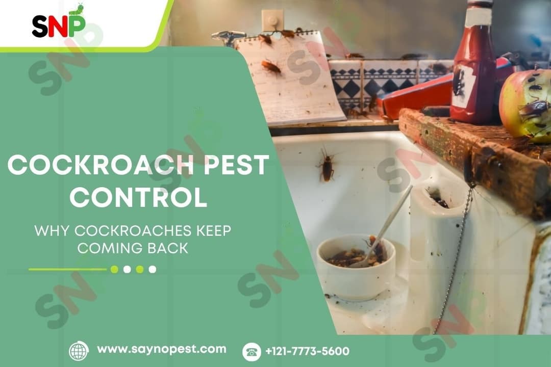 Why Cockroaches Keep Coming Back: Prevention Tips That Actually Work