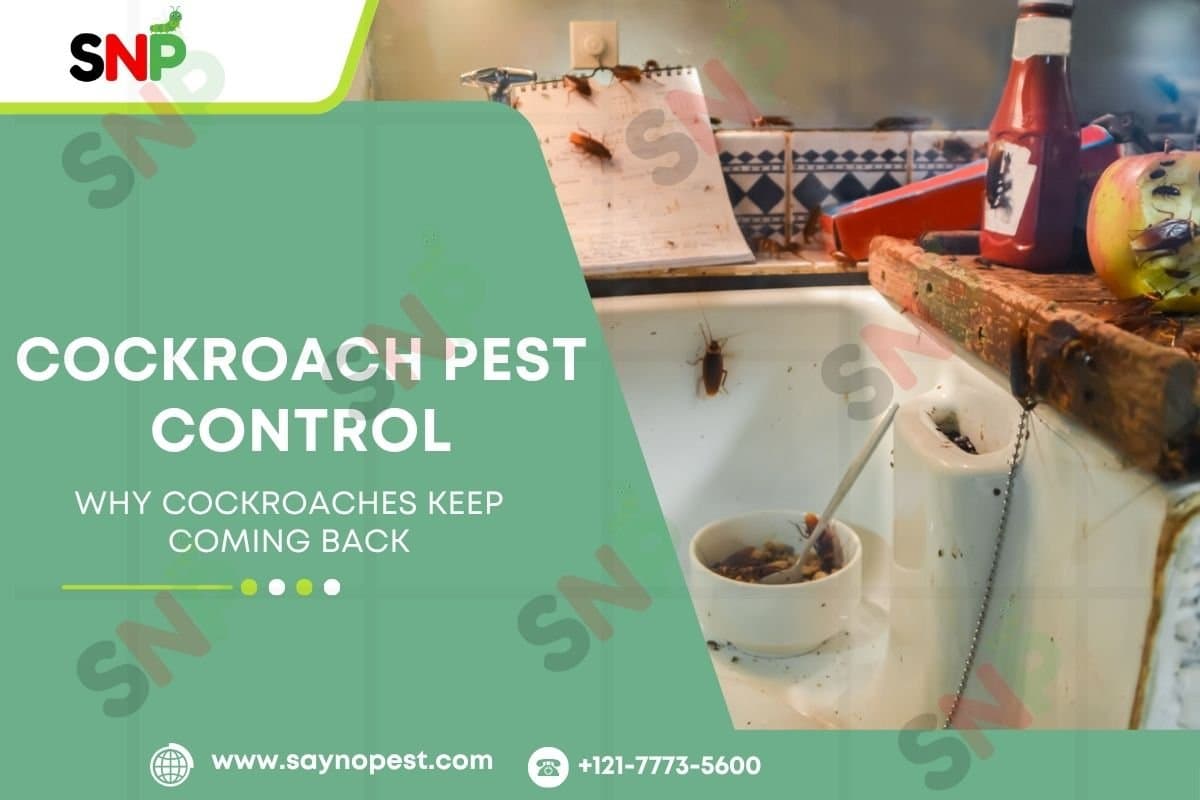 Why Cockroaches Keep Coming Back | Cockroach Pest Control