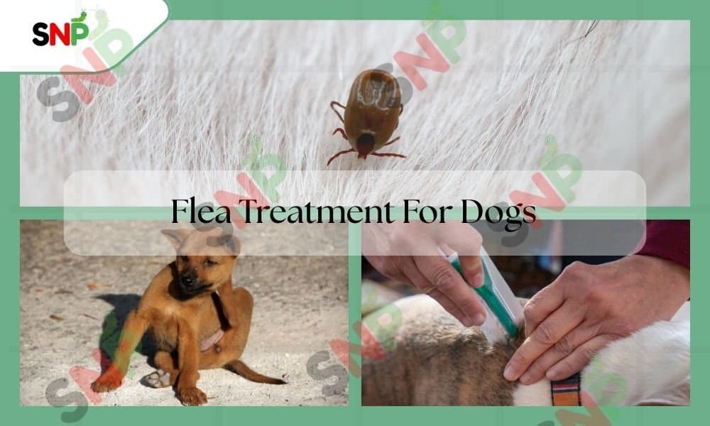 Flea Treatment for Dogs: Identify & Control Fleas