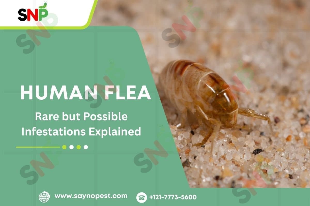 Human Flea Infestations Explained | Flea Bites Treatment