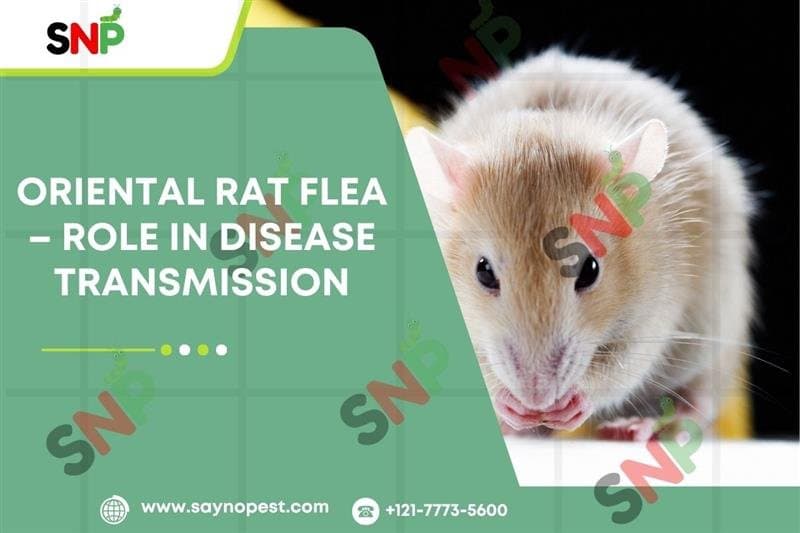 Oriental Rat Flea – Disease Transmission.