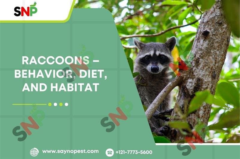Raccoons: Behavior, Diet & Habitat | Raccoon Pest Control