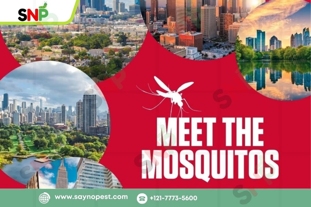 Summer Mosquito Control Solutions from Orkin Experts