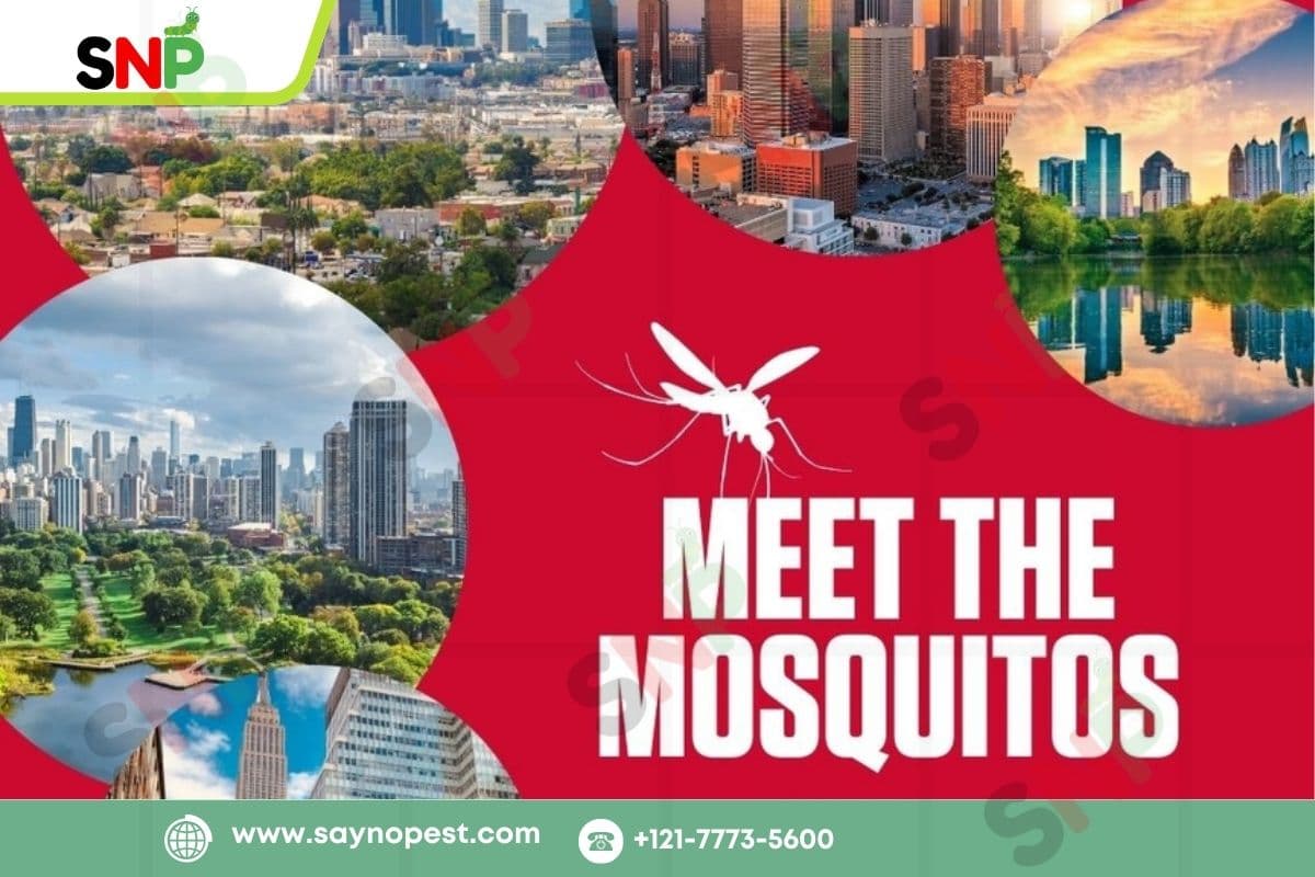 Orkin Mosquito Control: Effective Summer Solutions