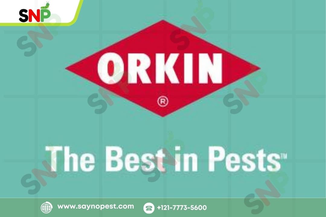 Orkin Termite Treatment Cost &amp; Process Explained