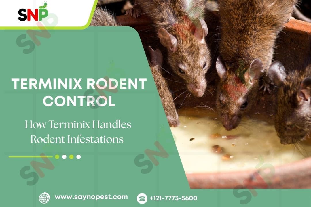 How Terminix Handles Rodent Infestations in Urban Homes