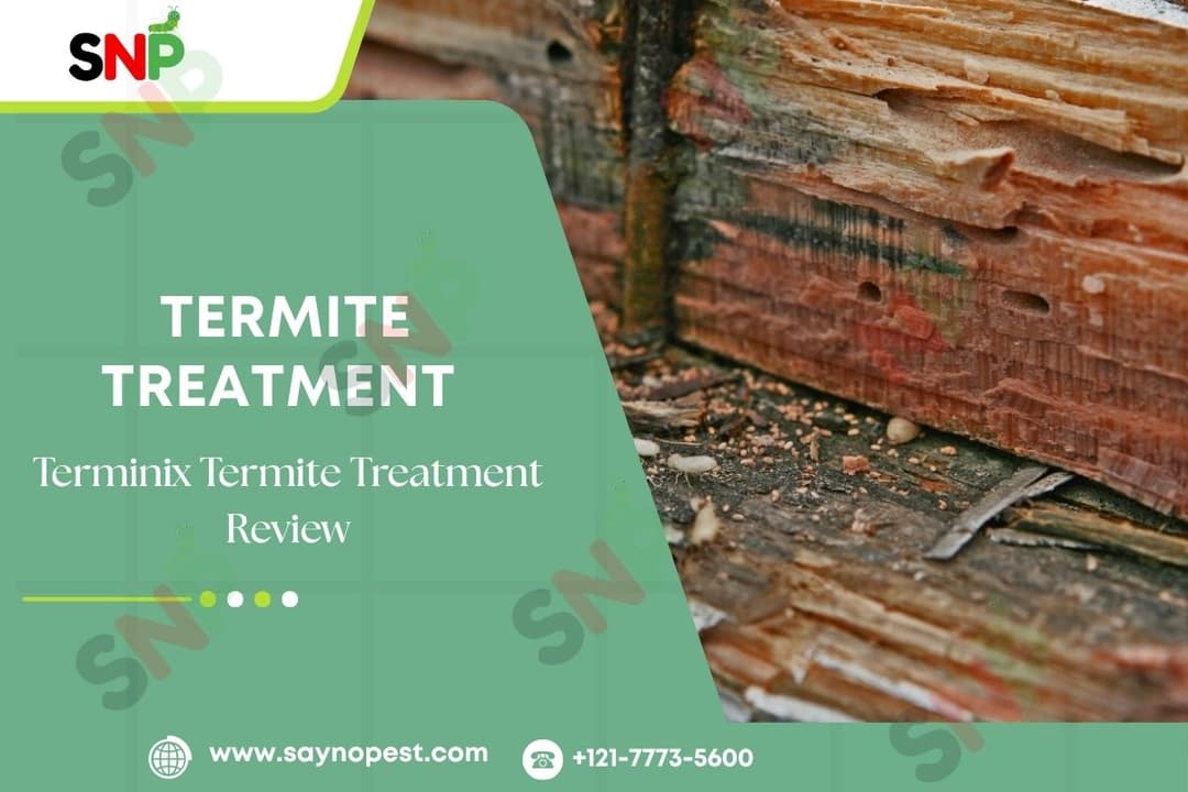 Terminix Termite Treatment Review: How Effective Is It in 2025?