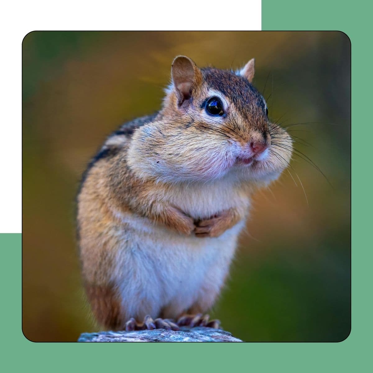 Chipmunks