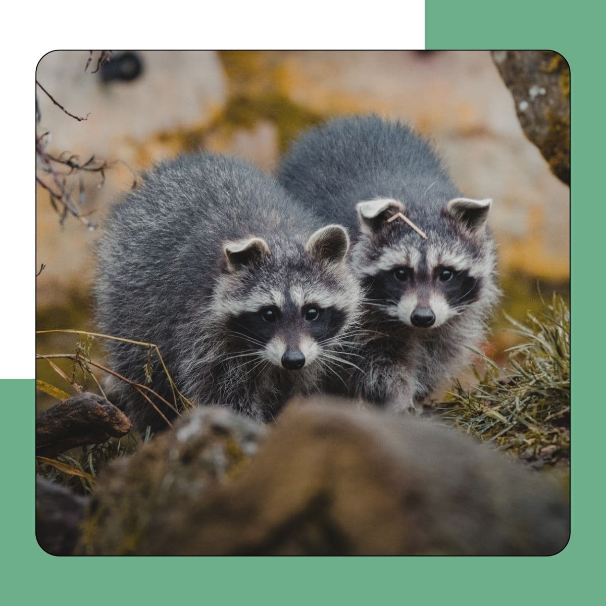 Raccoons