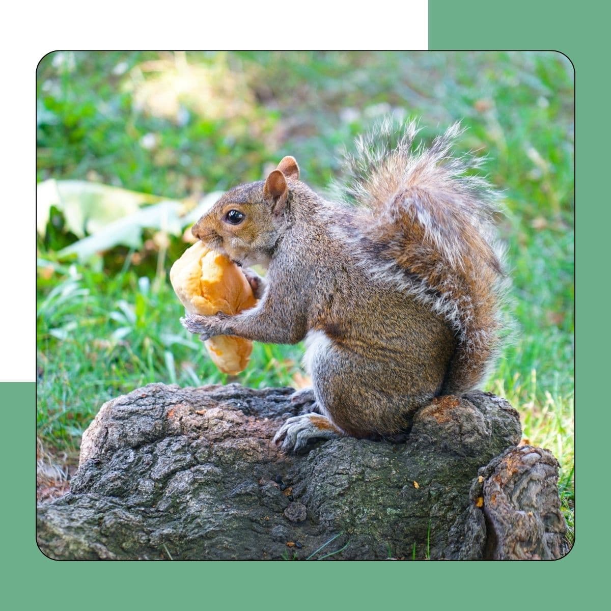 Squirrels