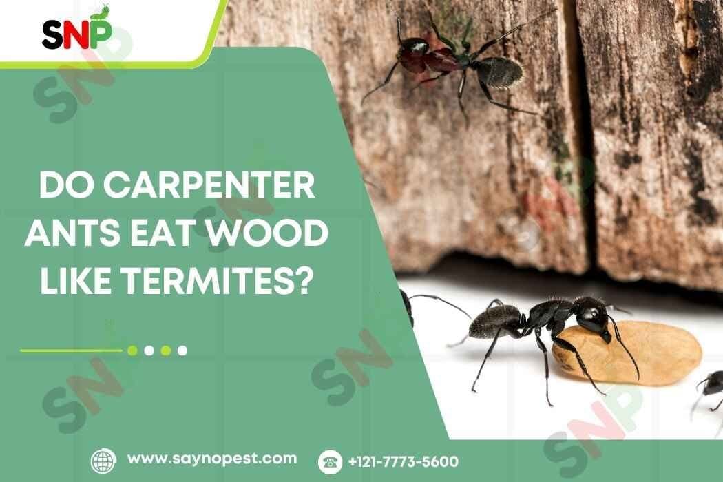 Do Carpenter Ants Eat Wood Like Termites? - Say no pest