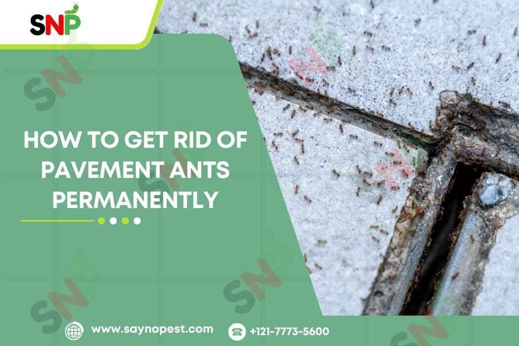 How to Get Rid of Pavement Ants Permanently - Say no pest
