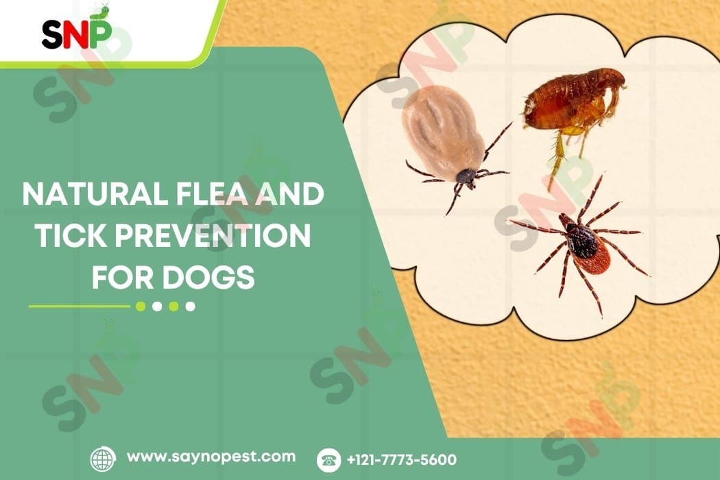 Natural Flea and Tick Prevention for Dogs - Say no pest