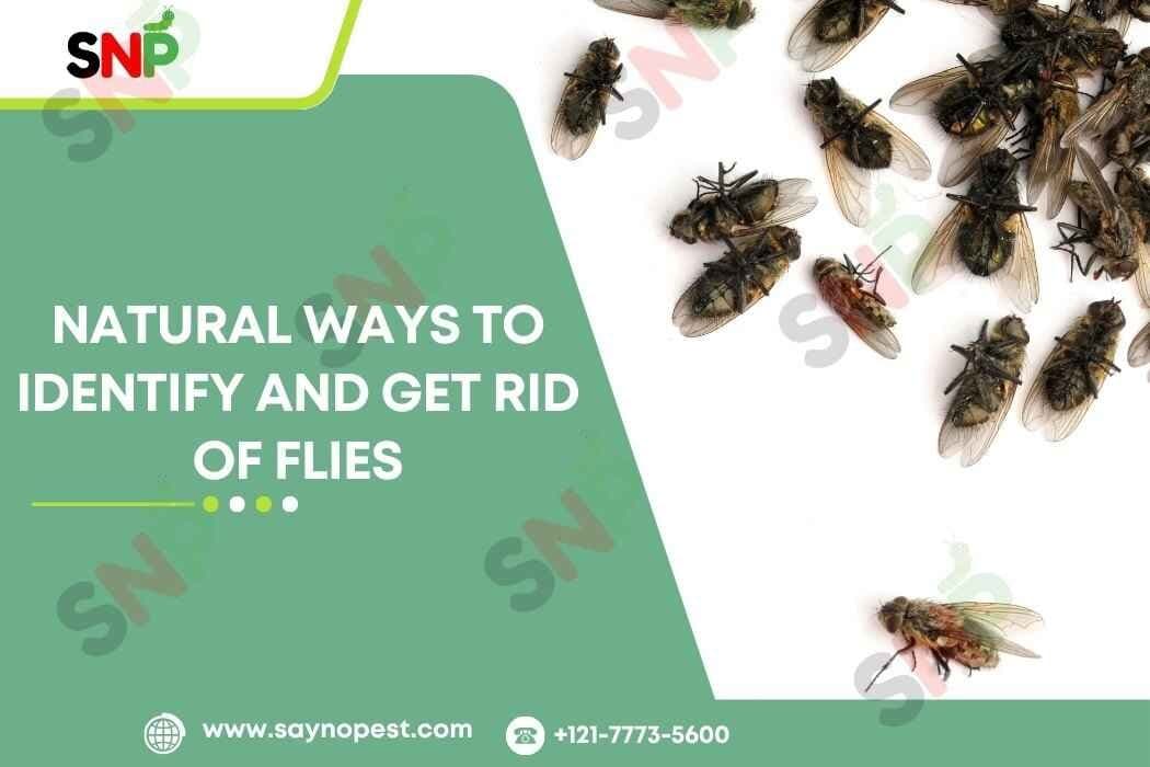 6 Natural Ways to Identify and Get rid of Flies - Say no pest