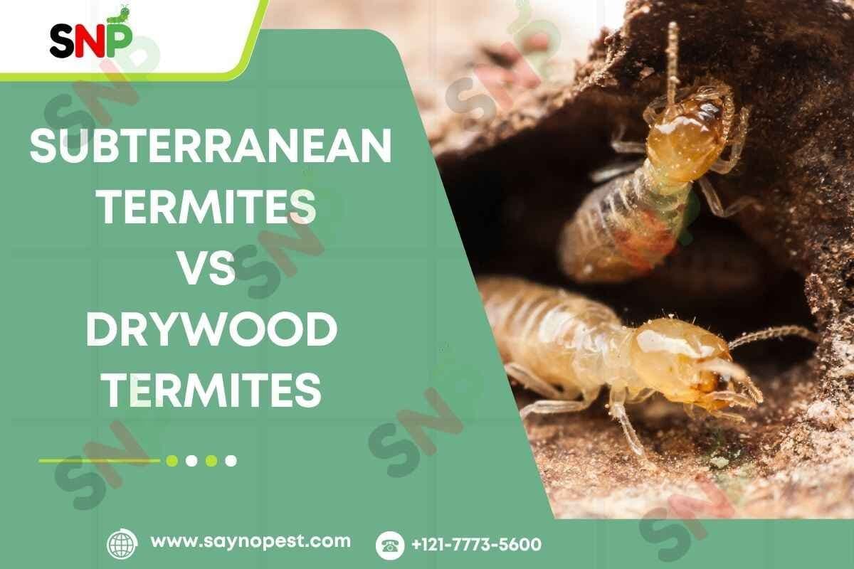 Subterranean Termites vs Drywood Termites - Say no pest