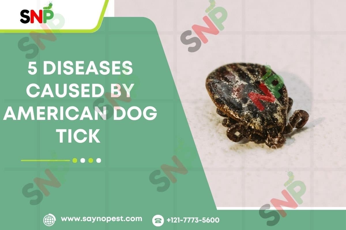 5 Diseases Caused by American Dog Tick: Something Every American Should Know - Say no pest