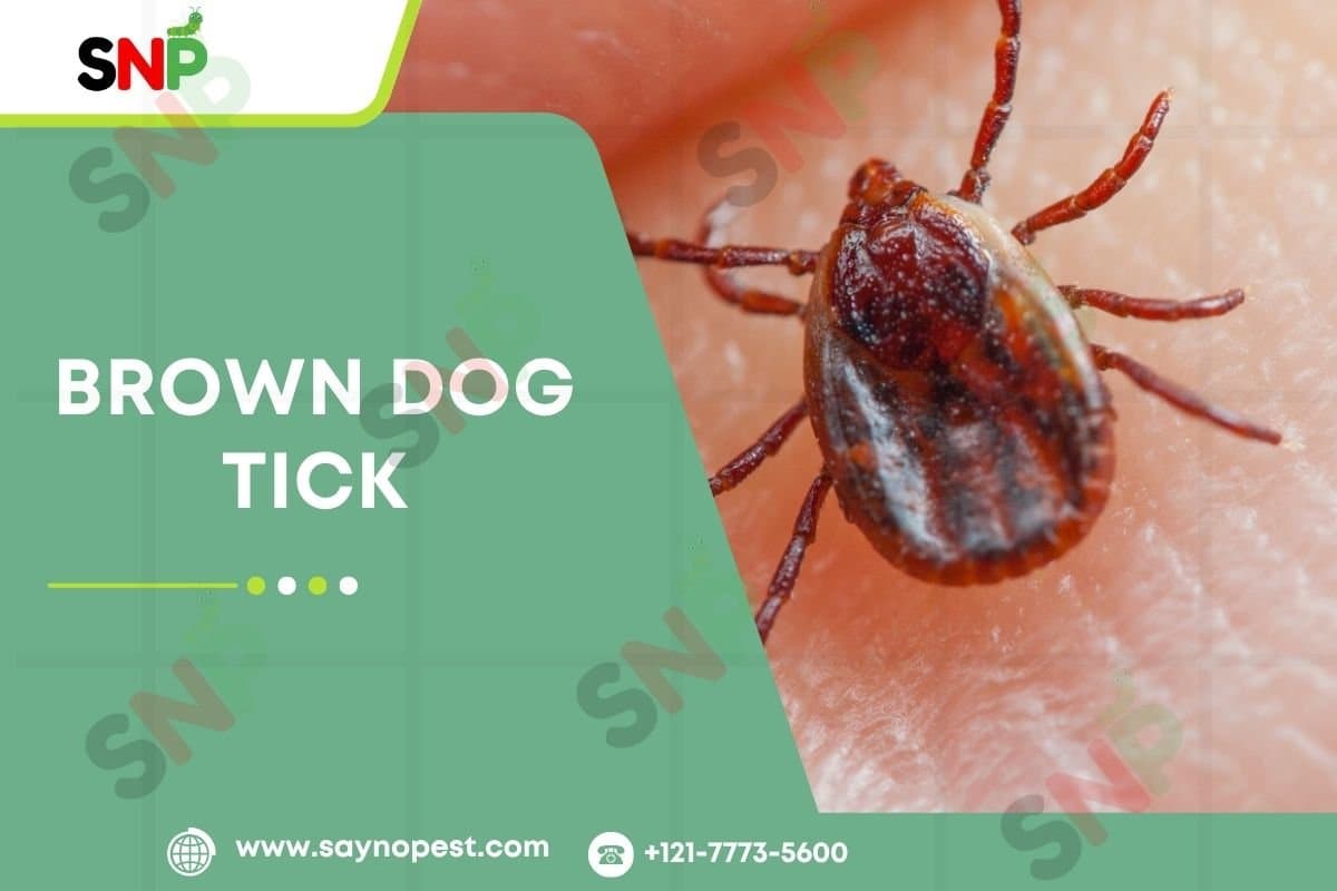 Understanding the Brown Dog Tick - Say no pest