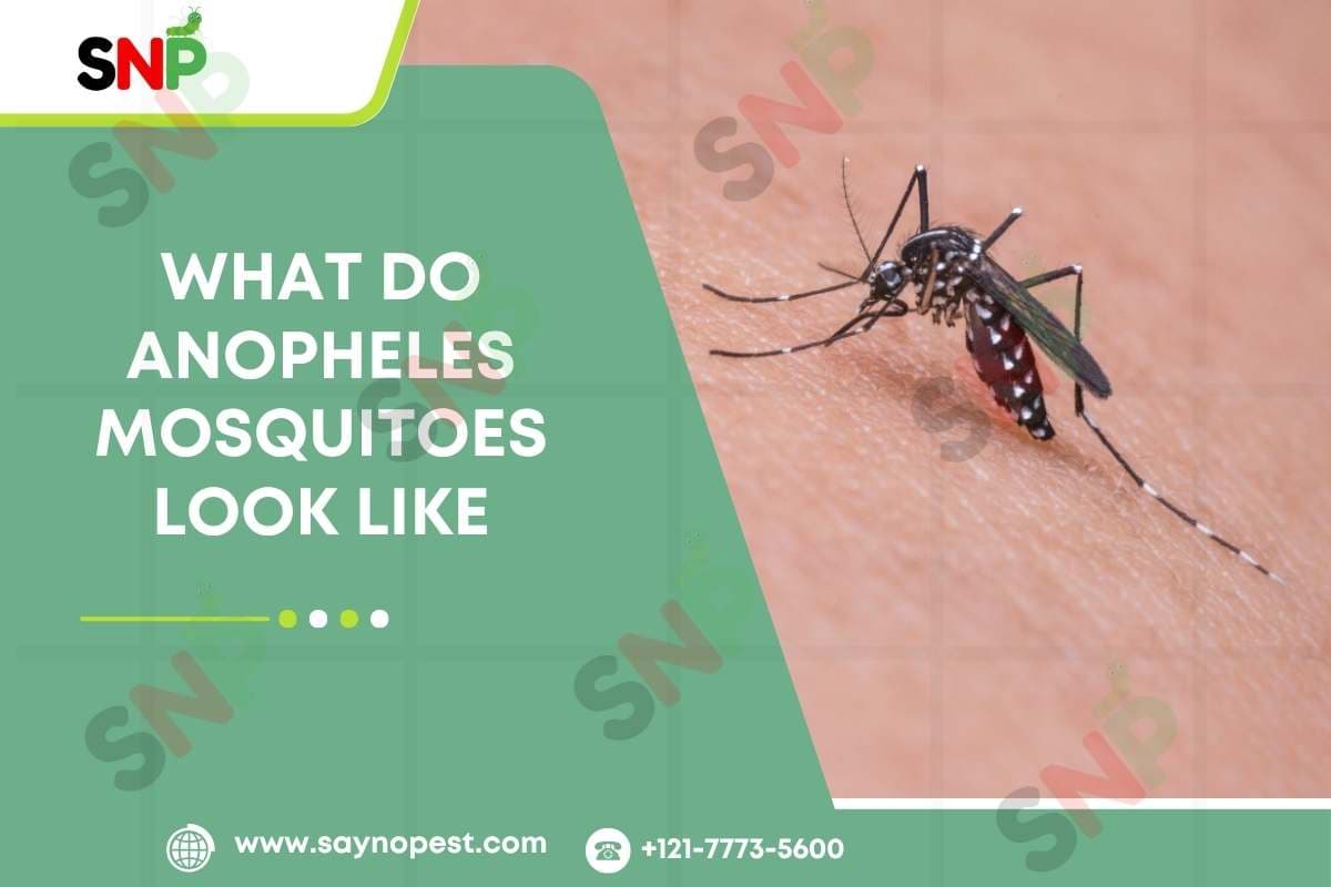 Introduction to What do Anopheles Mosquitoes Look Like - Say no pest