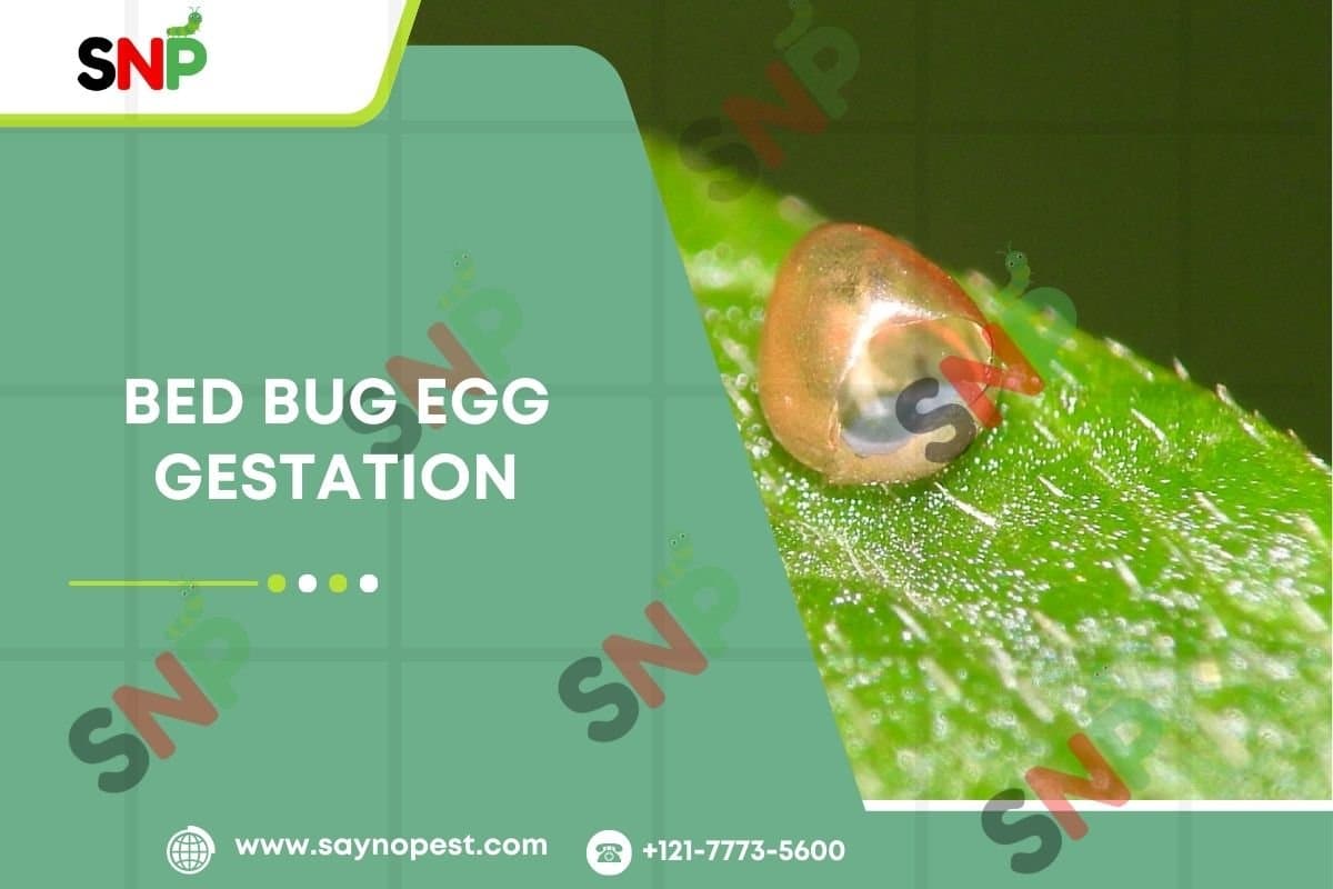 Bed Bug Egg Gestation: An Ultimate Guide for You! - Say no pest