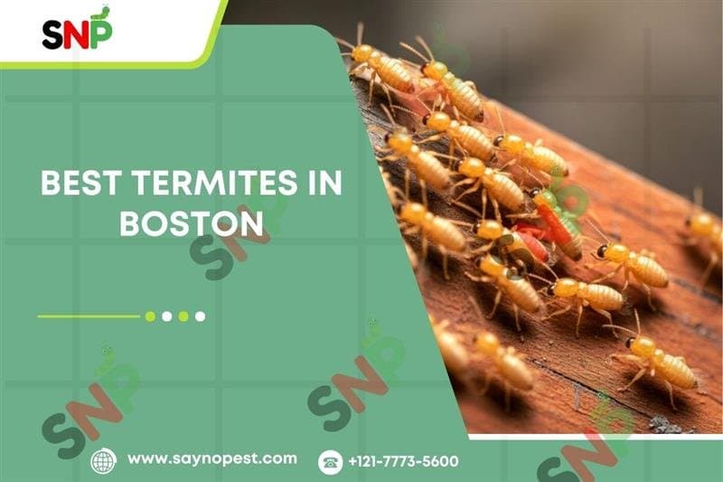 Best Termite Control in Boston: Local vs National