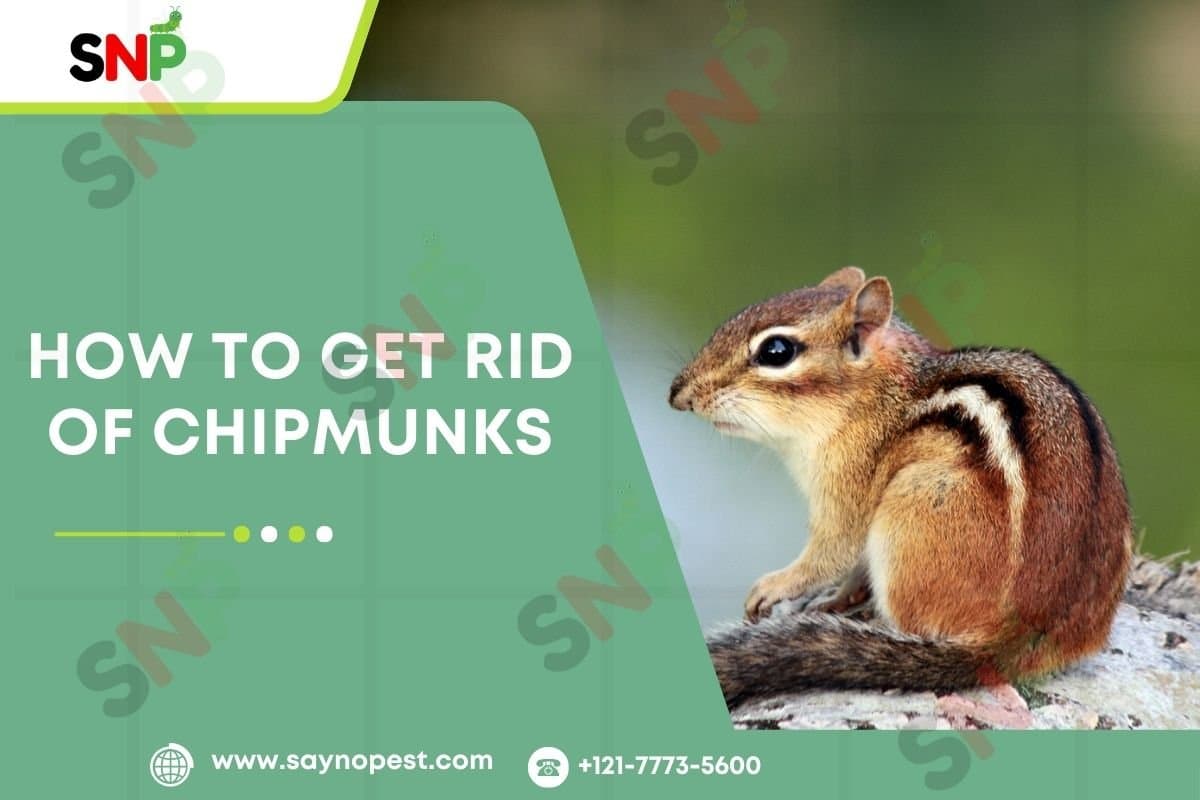 How to Get Rid of Chipmunks Effectively - Say no pest