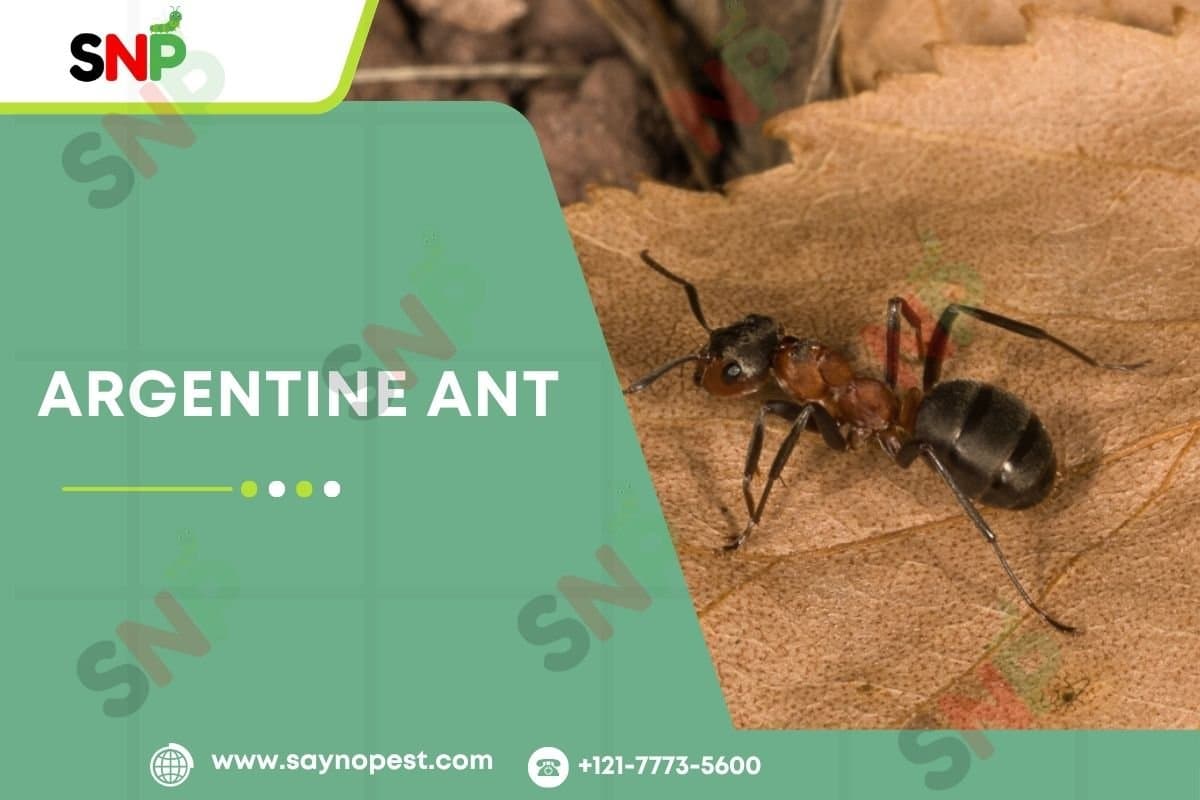Argentine Ants Control: Global Spread & Invasion