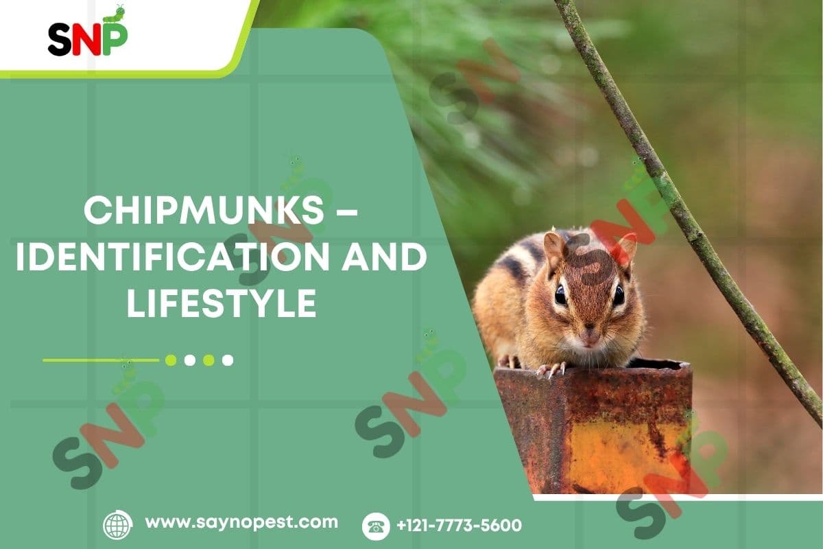 Chipmunks: Identification & Lifestyle | Chipmunks Control Services