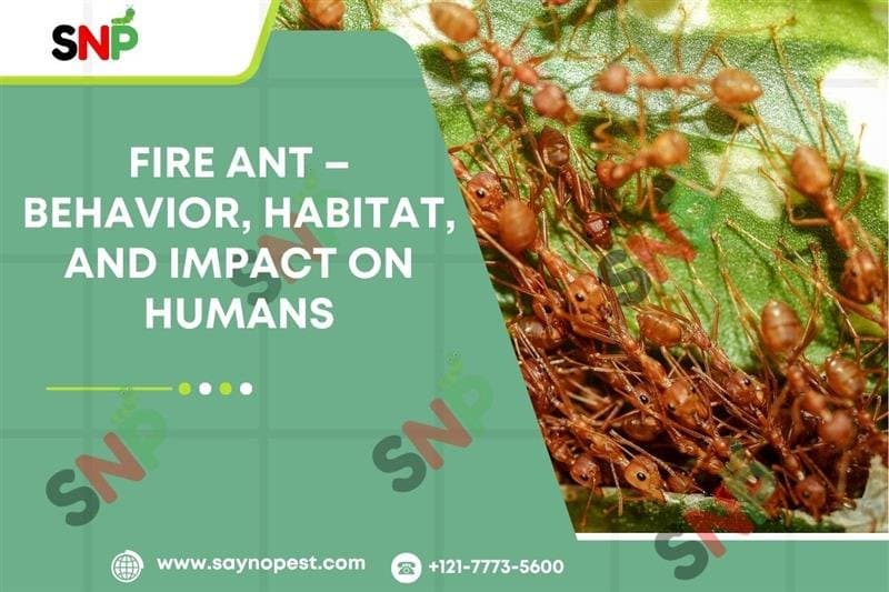 Fire Ants: Behavior & Habitat | Fire Ant Bite Treatment