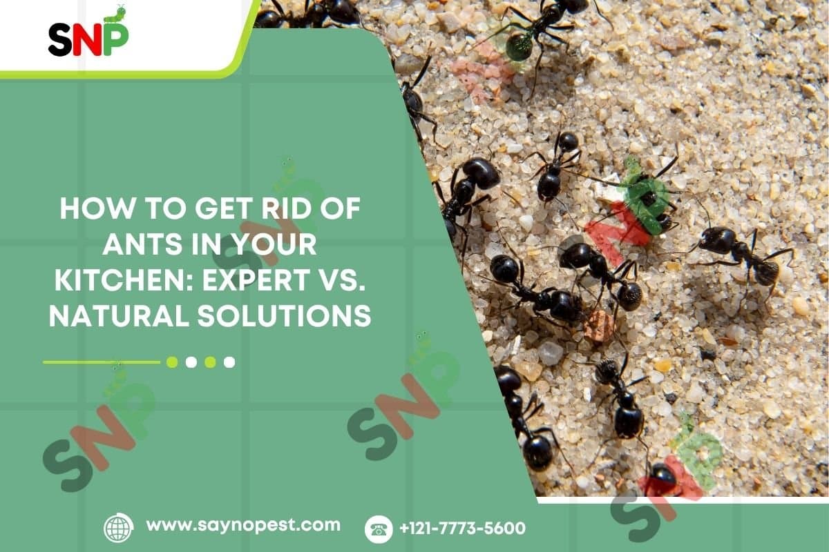 How to Get Rid of Ants | Ant Control Service Experts