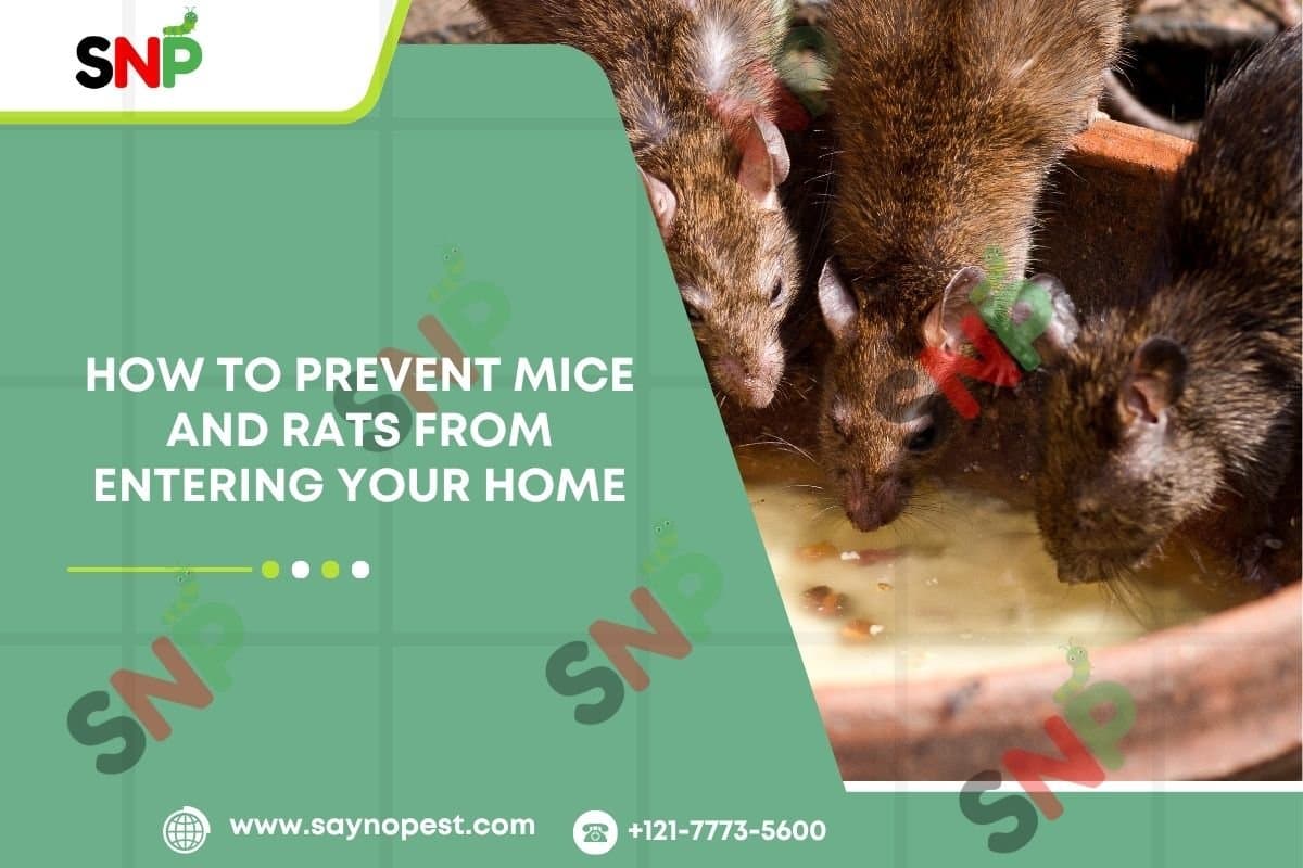 Pest Control for Mice: Keep Rodents Out at Home