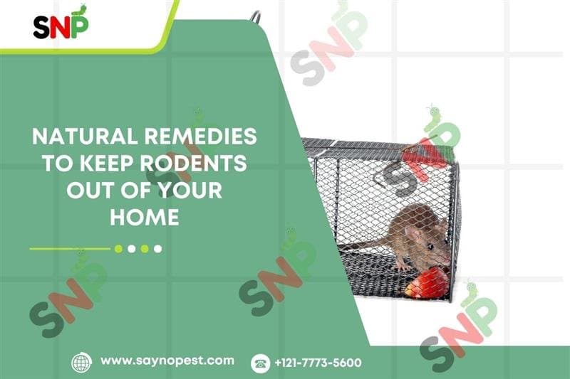 Pest Management Services: Natural Rodent Control