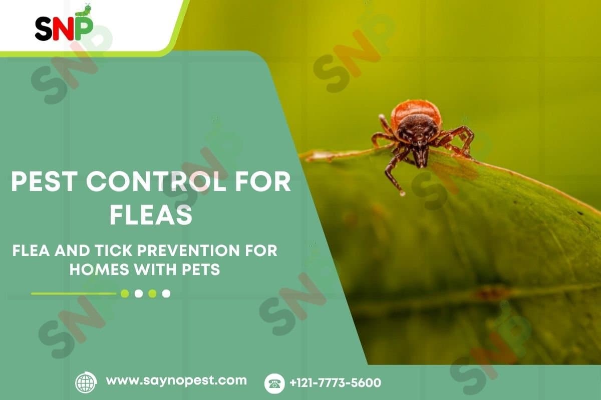 Flea & Tick Prevention | Pest Control Service for Fleas